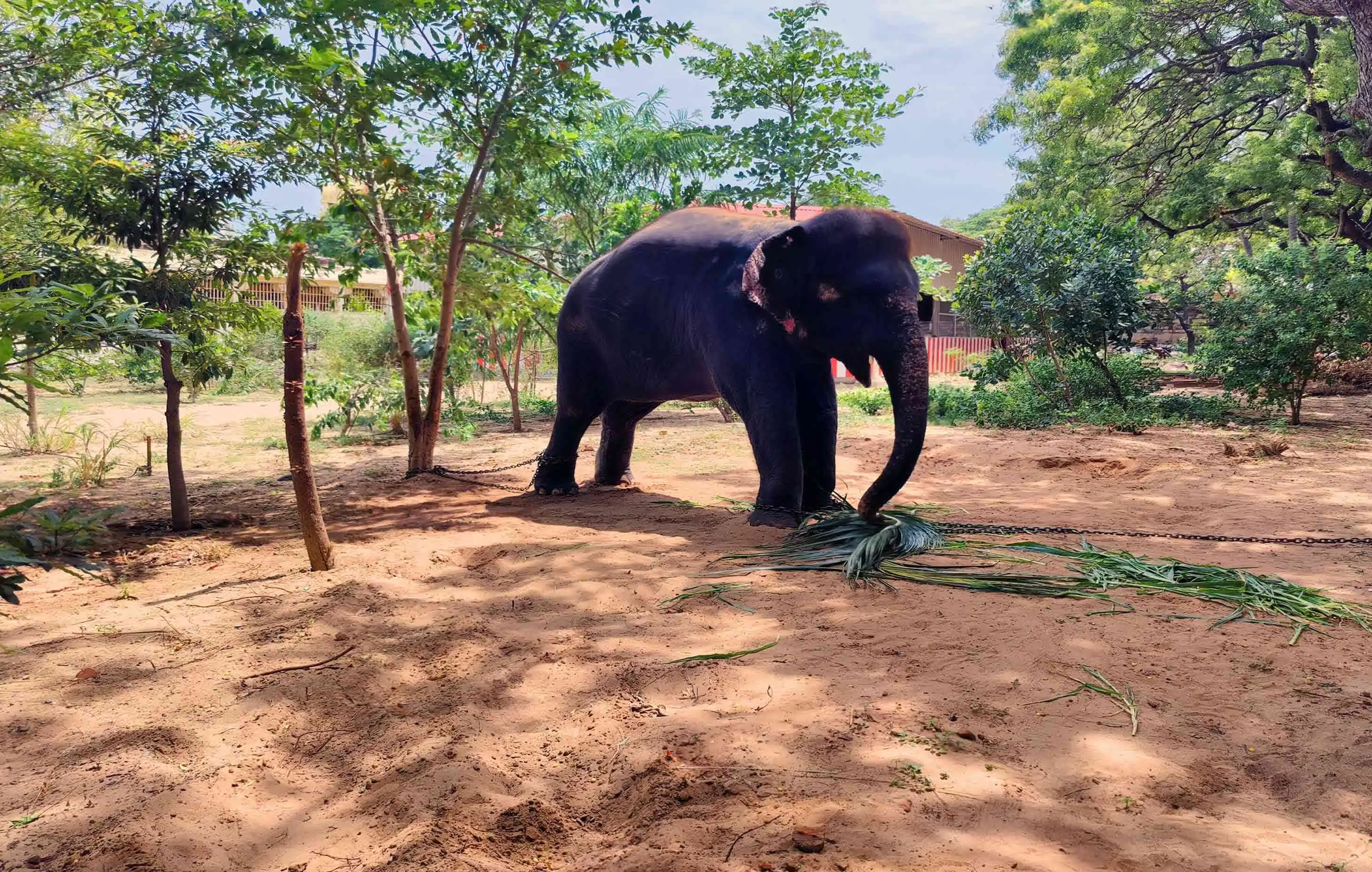 யானை பராமரிப்பு யானை பராமரிப்பு