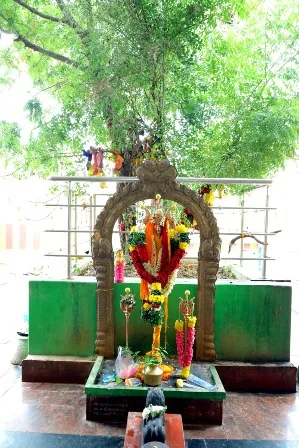 தலவிருட்சம் முன்புறம் திருக்கோயிலின் தென்கிழக்குப் பகுதியில் தலவிருட்சம் அமைந்துள்ளது.