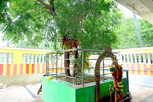 தலவிருட்சம் உள்பிரகாரம் தலவிருட்ச உள்புற சுற்றுப்புற பகுதி