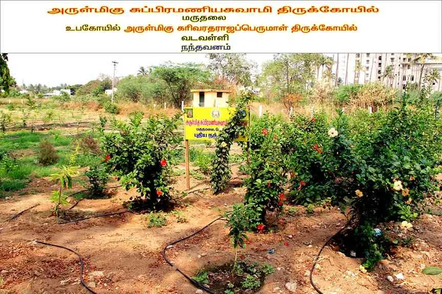 நந்தவனம் அருள்மிகு சுப்ரமணிய ஸ்வாமி தேவஸ்தானம் திருக்கோயில் மூலம் பராமரிக்கப்பட்டு  வரும் நந்தவனம்