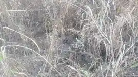 Arulmigu Aaladiyan Temple, Erakudi - 621001 Arulmigu Aaladiyan Temple, Erakudi - 621001, Thiruchirappalli - Ancient Temple Architecture and History Image 2