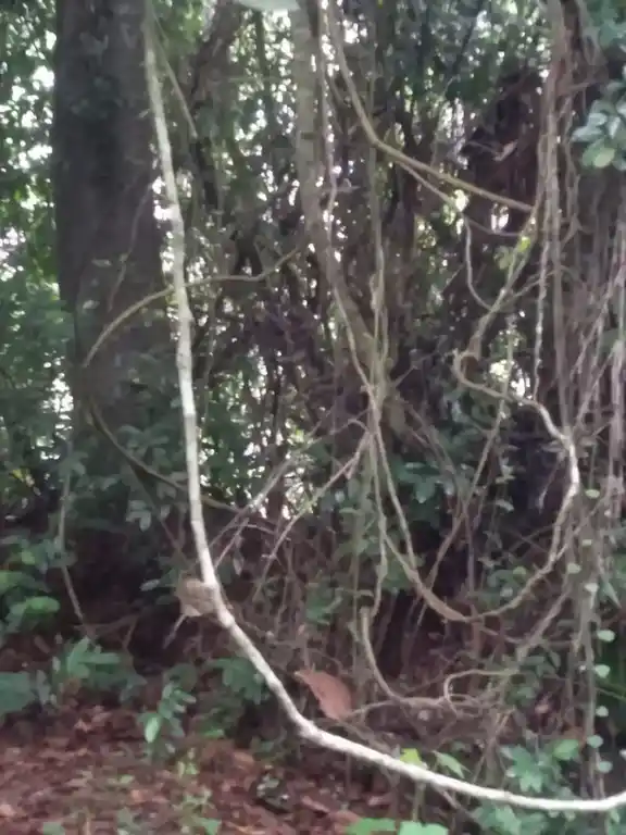 Arulmigu Aanaiyadi Sastha Temple, Aanayadi, Thiruvattar - 629177 Temple