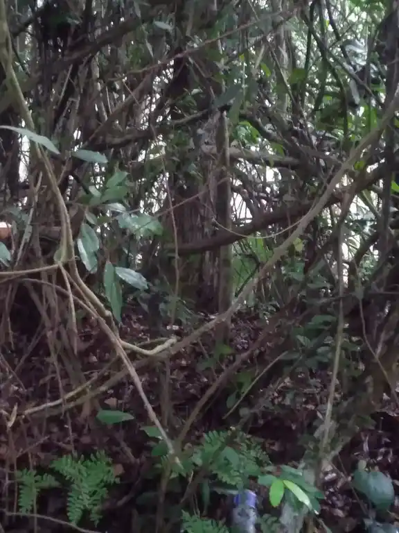 Arulmigu Aanaiyadi Sastha Temple, Aanayadi, Thiruvattar - 629177 Arulmigu Aanaiyadi Sastha Temple, Aanayadi, திருவட்டார் - 629177, Kanyakumari - Ancient Temple Architecture and History Image 2