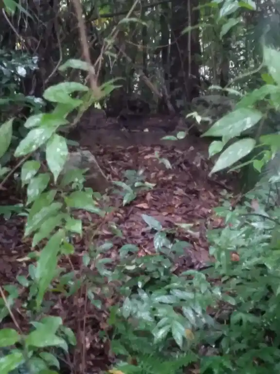 Arulmigu Aanaiyadi Sastha Temple, Aanayadi, Thiruvattar - 629177 Arulmigu Aanaiyadi Sastha Temple, Aanayadi, திருவட்டார் - 629177, Kanyakumari - Ancient Temple Architecture and History Image 4