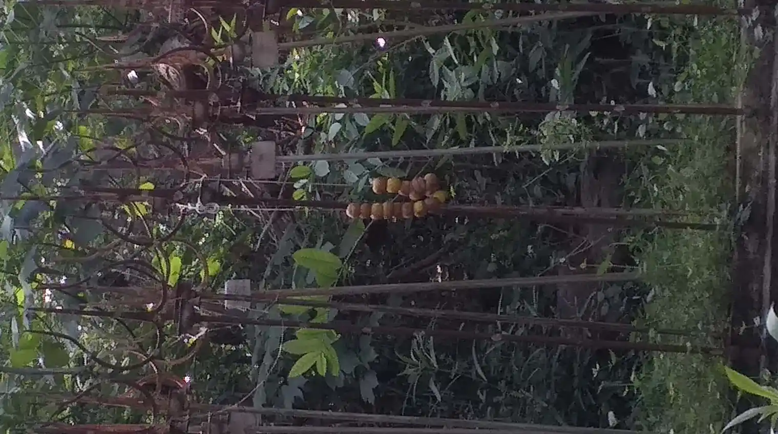 Arulmigu Aandiyappar Temple, Melavannariruppu, Melavannariruppu - 630702 அருள்மிகு ஆண்டியப்பர் திருக்கோயில், Melavannariruppu, Melavannariruppu - 630702, Sivagangai - Ancient Temple Architecture and History Image 2