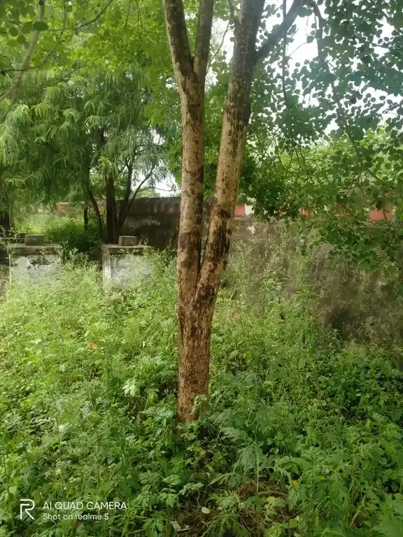 Arulmigu Achudha Narayana Perumal Temple, Pazhanjur - 604404 Arulmigu Achudha Narayana Perumal Temple, Pazhanjur - 604404, Tiruvannamalai - Ancient Temple Architecture and History Image 2