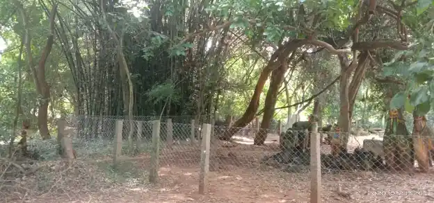 Arulmigu Adaikalam Katha Ayyanaar Temple, Avichipatti - 624401