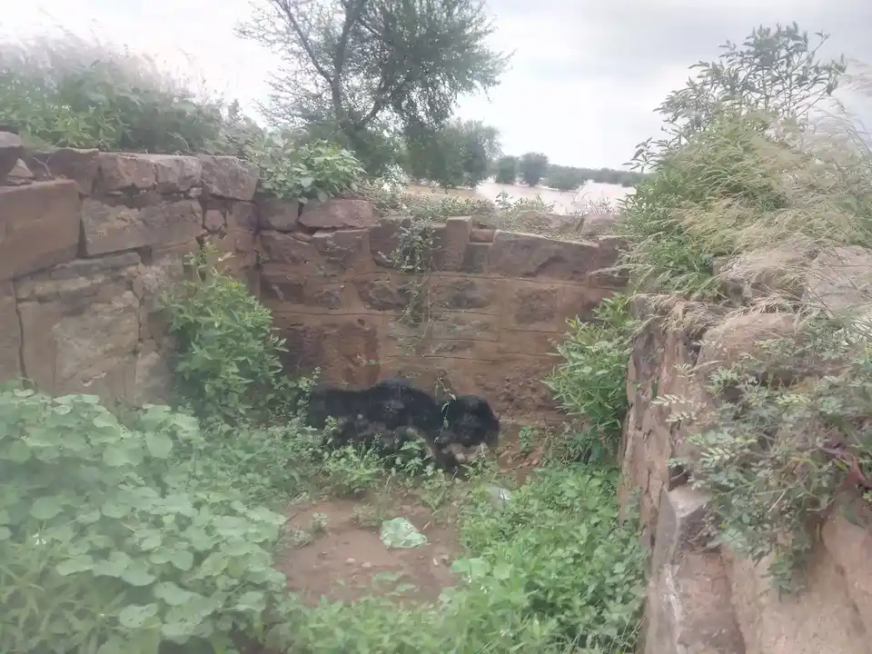 Arulmigu Adaikalam Katha Ayyanar Temple, Nallur - 625022 அருள்மிகு அடைக்கலம் காத்த அய்யனார் திருக்கோயில், நல்லூர் - 625022, Madurai - Ancient Temple Architecture and History Image 9