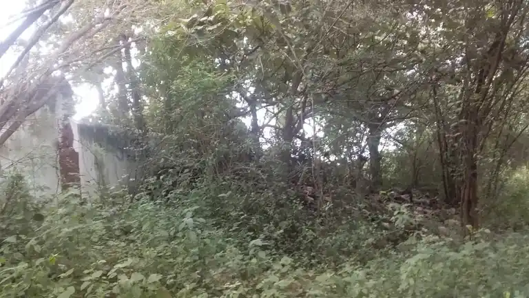 Arulmigu Agatheeswarar Vagaiyara Temple, Mosur - 631004 அருள்மிகு அகத்தீஸ்வரர் வகையறா திருக்கோயில், மோசூர் - 631004, Ranipet - Ancient Temple Architecture and History Image 9