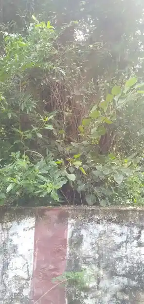 Arulmigu Aiyannar Temple, Near Pond, Karijancode - 629180 Arulmigu Aiyannar Temple, Near Pond, Karijancode - 629180, Kanyakumari - Ancient Temple Architecture and History Image 2