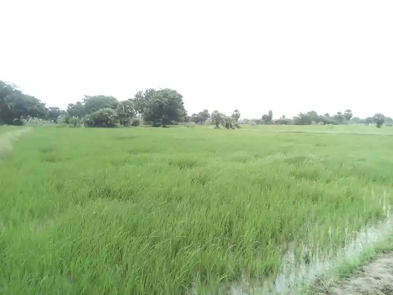 Arulmigu Akopila Madam, Keeranur - 614620 அருள்மிகு அகோபில மடம், Keeranur - 614620, Pudukkottai - Ancient Temple Architecture and History Image 3