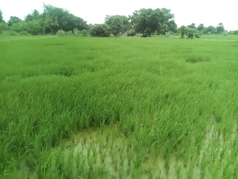 Arulmigu Akopila Madam, Keeranur - 614620 அருள்மிகு அகோபில மடம், Keeranur - 614620, Pudukkottai - Ancient Temple Architecture and History Image 5