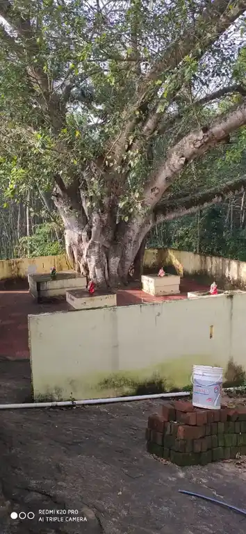 Arulmigu Alampaadikrishnasamy Temple, Kuzhithurai, Maruthancode - 629162 அருள்மிகு ஆலம்பாடி கிருஷ்ணசாமி திருக்கோயில், Kuzhithurai, Maruthancode - 629162, Kanyakumari - Ancient Temple Architecture and History Image 3