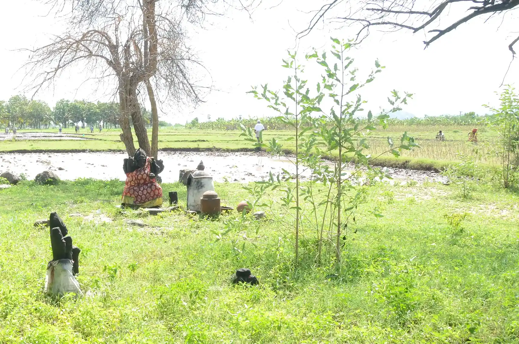 Arulmigu Amatchiar Temple, Vellappotal, Vellappotal - 626607 அருள்மிகு அம்மச்சியார் திருக்கோயில், வெள்ளப்பொட்டல், Vellappotal - 626607, Virudhunagar - Ancient Temple Architecture and History Image 3