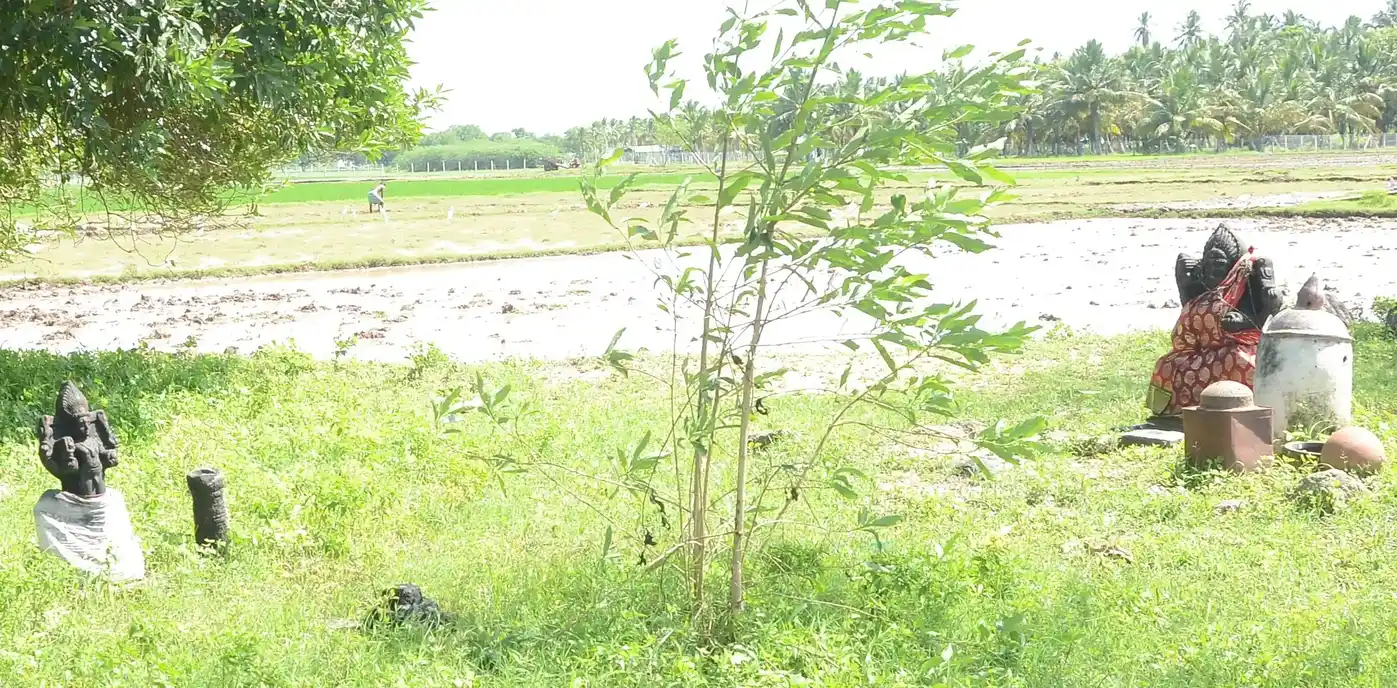 Arulmigu Amatchiar Temple, Vellappotal, Vellappotal - 626607 அருள்மிகு அம்மச்சியார் திருக்கோயில், வெள்ளப்பொட்டல், Vellappotal - 626607, Virudhunagar - Ancient Temple Architecture and History Image 4