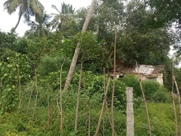 Arulmigu Ambigaveerupachi Madam, Mela Thirupanthurithi - 613103 அருள்மிகு அம்பிகா விருப்பாட்சித்தேவர் மடம், Mela Thirupanthurithi, Mela Thirupanthurithi - 613103, Thanjavur - Ancient Temple Architecture and History Image 3