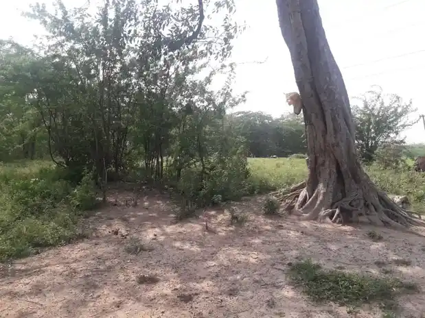 Arulmigu Ammacciyar Temple, Ponnamangalam - 625706 அருள்மிகு அம்மச்சியார் திருக்கோயில், Ponnamangalam - 625706, Madurai - Ancient Temple Architecture and History Image 4