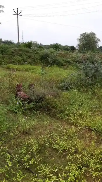 Arulmigu Ammachar Temple, Thozhuvanthaangal - 605801