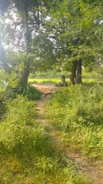 Arulmigu Ammachiar Temple, Athalai - 625018 அருள்மிகு அம்மச்சியார் கோயில், Athalai - 625018, Madurai - Ancient Temple Architecture and History Image 4