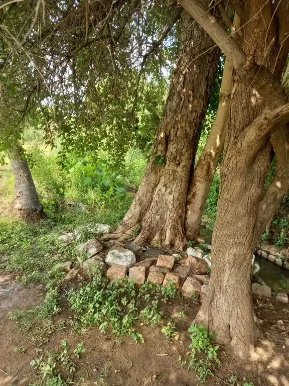 Arulmigu Ammachiya Temple, Andipatti - 625218 அருள்மிகு அம்மச்சியார் திருக்கோவில், Andipatti - 625218, Madurai - Ancient Temple Architecture and History Image 3