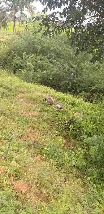 Arulmigu Ammachiyar Temple, Jothimanikkam - 625514 அருள்மிகு அம்மச்சியார் திருக்கோயில், Jothimanikkam - 625514, Madurai - Ancient Temple Architecture and History Image 2