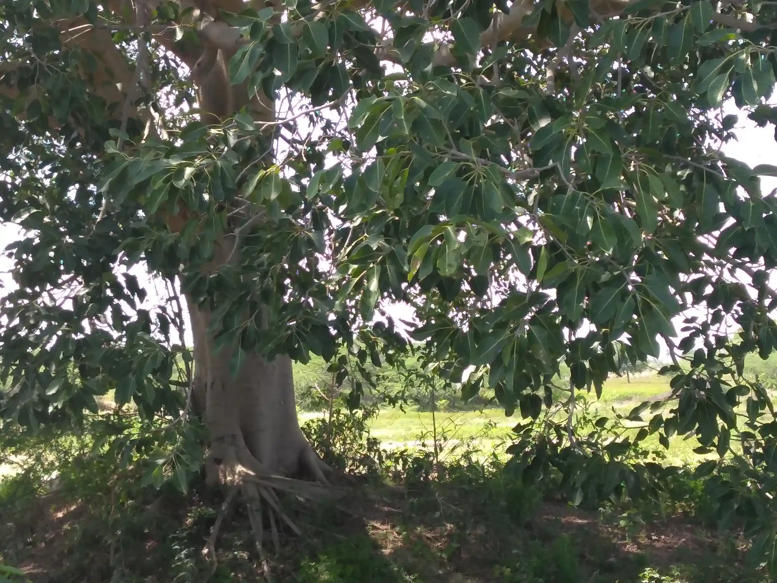 Arulmigu Ammachiyar Temple, Kunnanampatti - 625514 அருள்மிகு அம்மச்சியார் கோயில், Kunnanampatti, Kunnanampatti - 625514, Madurai - Ancient Temple Architecture and History Image 2