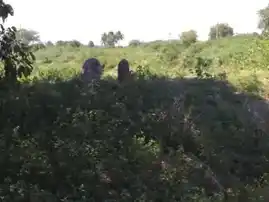 Arulmigu Ammachiyar Temple, Kunnanampatti - 625514 அருள்மிகு அம்மச்சியார் கோயில், Kunnanampatti, Kunnanampatti - 625514, Madurai - Ancient Temple Architecture and History Image 3