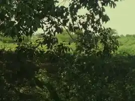 Arulmigu Ammachiyar Temple, Kunnanampatti - 625514 அருள்மிகு அம்மச்சியார் கோயில், Kunnanampatti, Kunnanampatti - 625514, Madurai - Ancient Temple Architecture and History Image 4