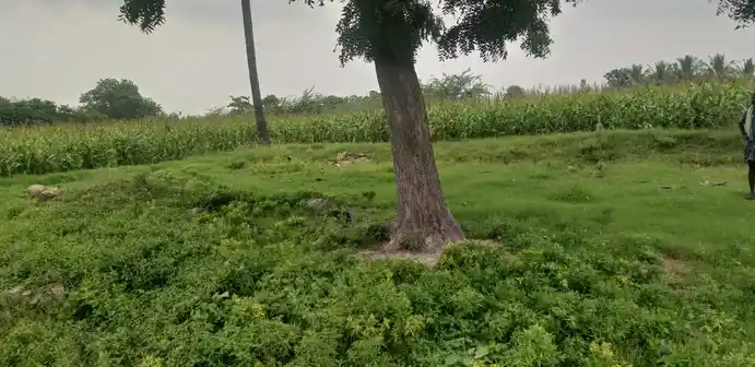 Arulmigu Ammacyar Temple, Ammapatti - 625706 அருள்மிகு அம்மச்சியார் திருக்கோயில், Ammapatti - 625706, Madurai - Ancient Temple Architecture and History Image 2