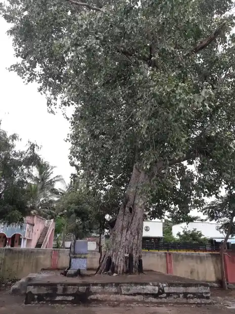 Arulmigu Amman Ayyanar Temple, Paniyour - 632518 அருள்மிகு அம்மன் அய்யனார், திருக்கோயில், Paniyour - 632518, Tiruvannamalai - Ancient Temple Architecture and History Image 6