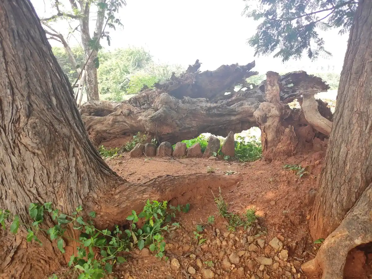 Arulmigu Anaikannimar And Kottai Kannimar Temple, Sivagnanapuram - 624219 அருள்மிகு அனைக்கன்னிமார் மற்றும் கோட்டை கன்னிமார் திருக்கோயில், Sivagnanapuram - 624219, Dindigul - Ancient Temple Architecture and History Image 2