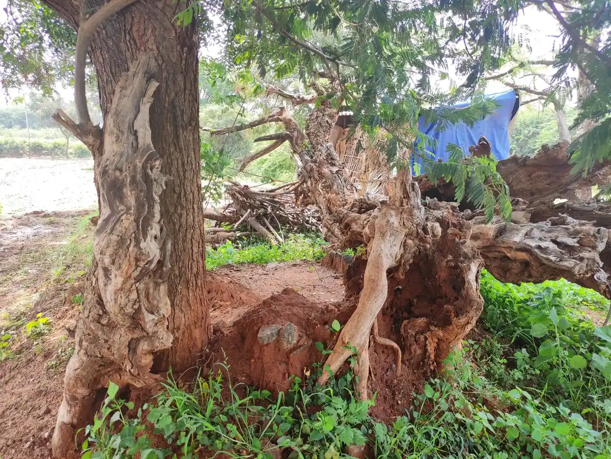 Arulmigu Anaikannimar And Kottai Kannimar Temple, Sivagnanapuram - 624219 அருள்மிகு அனைக்கன்னிமார் மற்றும் கோட்டை கன்னிமார் திருக்கோயில், Sivagnanapuram - 624219, Dindigul - Ancient Temple Architecture and History Image 3