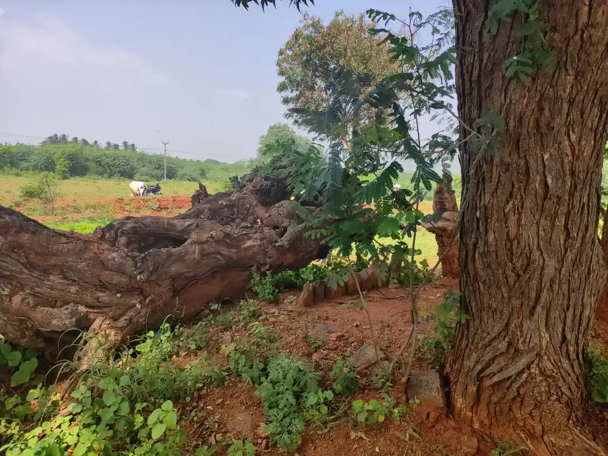 Arulmigu Anaikannimar And Kottai Kannimar Temple, Sivagnanapuram - 624219 அருள்மிகு அனைக்கன்னிமார் மற்றும் கோட்டை கன்னிமார் திருக்கோயில், Sivagnanapuram - 624219, Dindigul - Ancient Temple Architecture and History Image 4