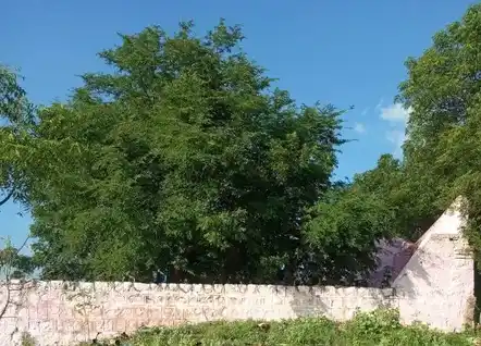 Arulmigu Anaimalai Ayyanar Temple, Thrumanikkam - 625535 அருள்மிகு ஆணைமாலை அய்யனார் திருக்கோயில், Thrumanikkam - 625535, Madurai - Ancient Temple Architecture and History Image 3