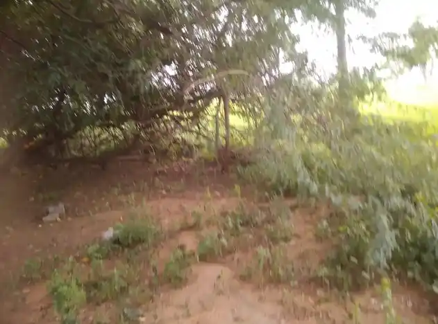 Arulmigu Andavar Temple, Kothrappatti - 622109 Temple