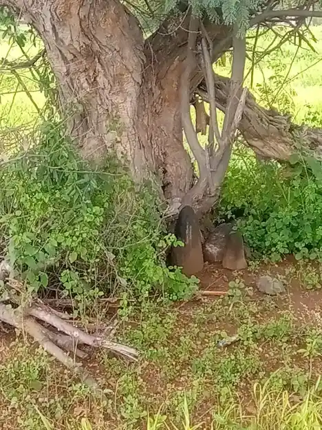 Arulmigu Angalamman Temple, Reddaikinaru - 638752 அருள்மிகு அங்காளம்மன் திருக்கோயில், Reddaikinaru - 638752, Tiruppur - Ancient Temple Architecture and History Image 2