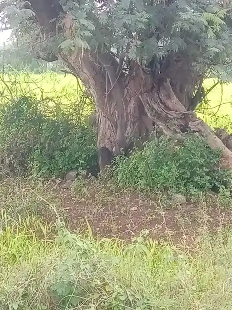 Arulmigu Angalamman Temple, Reddaikinaru - 638752 அருள்மிகு அங்காளம்மன் திருக்கோயில், Reddaikinaru - 638752, Tiruppur - Ancient Temple Architecture and History Image 3