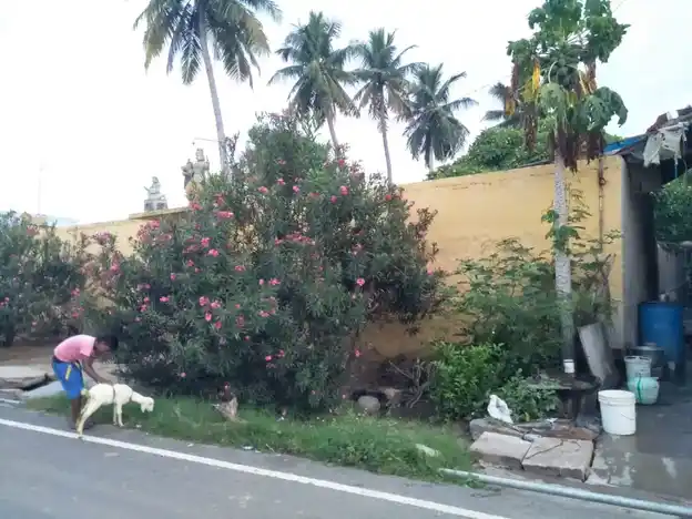 Arulmigu Angalamman Temple, Viraganur - 636116 அருள்மிகு அங்காளம்மன் திருக்கோயில், Viraganur - 636116, Salem - Ancient Temple Architecture and History Image 6