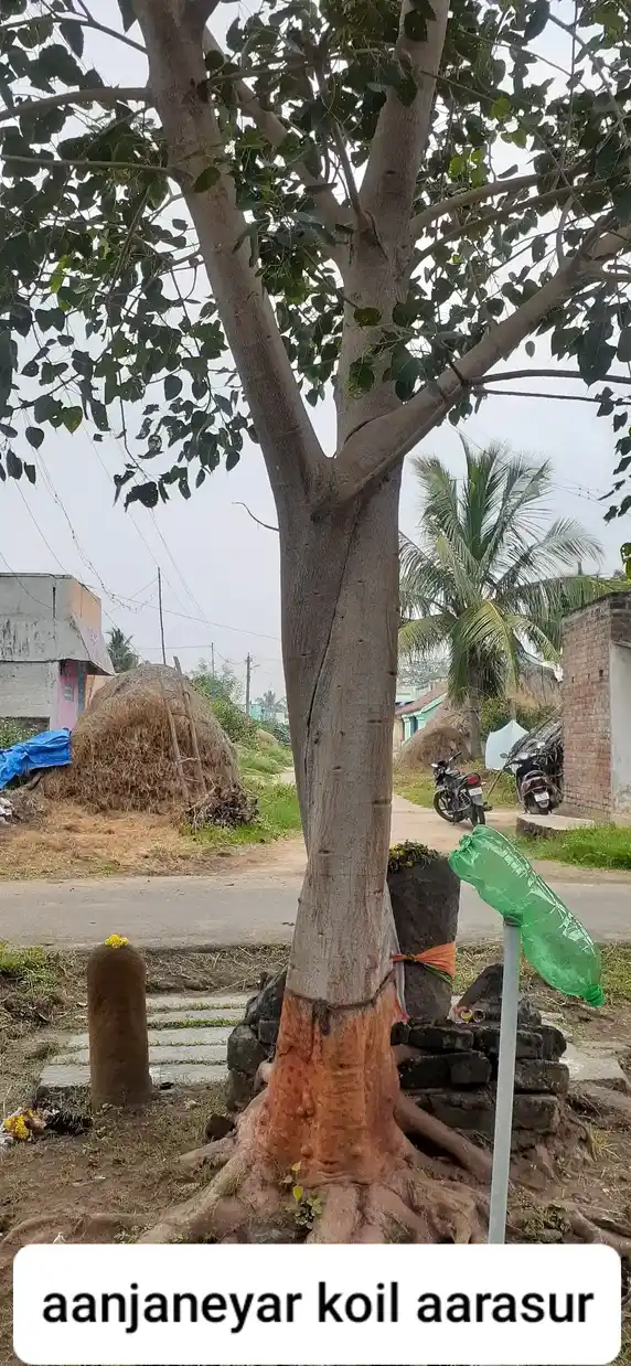 Arulmigu Anjanayer Temple, Arasur - 604408 அருள்மிகு ஆஞ்சநேயர் திருக்கோயில், Arasur - 604408, Tiruvannamalai - Ancient Temple Architecture and History Image 3