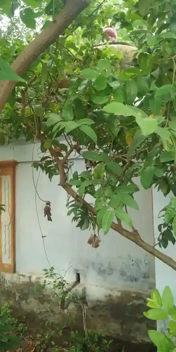 Arulmigu Ankalaamman Temple, Murunkapettai - 620101