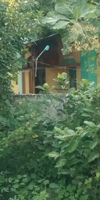 Arulmigu Ankayee Amman Temple, Mutharasanallur - 620101 Arulmigu Ankayee Amman Temple, Mutharasanallur - 620101, Thiruchirappalli - Ancient Temple Architecture and History Image 2