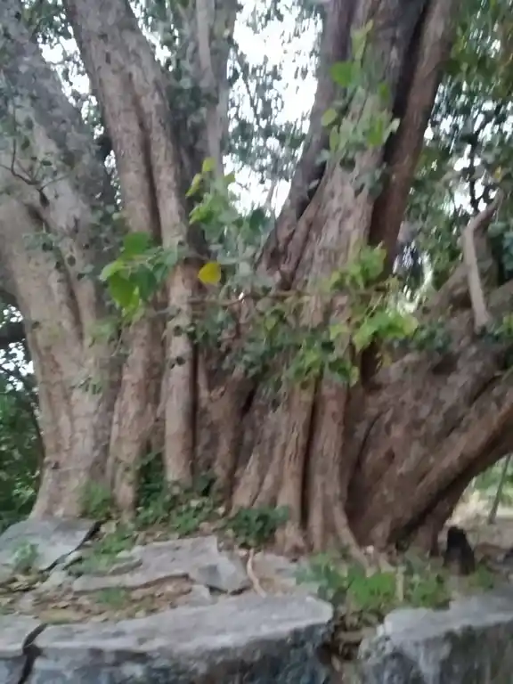 Arulmigu Arasadi Vinayagar Temple, Veerakeralamputhur - 627806 அருள்மிகு அரசடி விநாயகர் திருக்கோயில், வீரகேரளம்புதூர் - 627806, Tenkasi - Ancient Temple Architecture and History Image 3