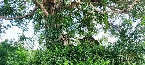 Arulmigu Arkaduayyanar Temple, Aanandhathandavapuram - 609103