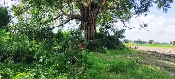 Arulmigu Arkaduayyanar Temple, Aanandhathandavapuram - 609103 அருள்மிகு ஆற்காடு அய்யனார் திருக்கோயில், Aanandhathandavapuram - 609103, Mayiladuthurai - Ancient Temple Architecture and History Image 15