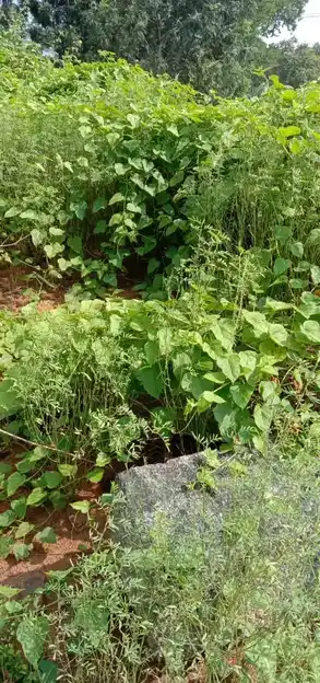 Arulmigu Asthagirinathar Temple, Achandiram - 635124 அருள்மிகு அஸ்தகிரிநாதர் திருக்கோயில், Achandiram - 635124, Krishnagiri - Ancient Temple Architecture and History Image 6