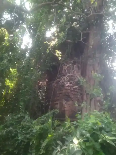 Arulmigu Atchayanatha Swamy Temple, Narasinganpettai - 609802 அருள்மிகு அட்சயநாத சுவாமி திருக்கோயில், Narasinganpettai - 609802, Thanjavur - Ancient Temple Architecture and History Image 2