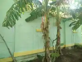 Arulmigu Athankarai Pillaiyar Temple, Watrap, Watrap - 626132 அருள்மிகு ஆத்தங்கரை பிள்ளையார் திருக்கோயில், வத்திராயிருப்பு, வத்திராயிருப்பு கிராமம் - 626132, Virudhunagar - Ancient Temple Architecture and History Image 3