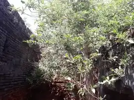 Arulmigu Athmanadhaswamy Temple, Pattukottai - 614601 அருள்மிகு ஆத்மநாதசுவாமி திருக்கோயில், கொள்ளுக்காடு - 614601, Thanjavur - Ancient Temple Architecture and History Image 2