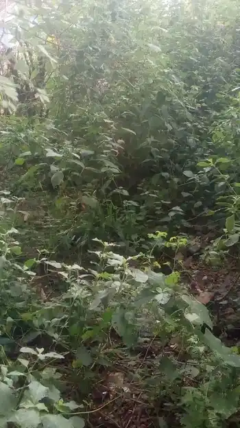 Arulmigu Attavanai Vinayagar Temple, Kottaimettupatti - 636455 அருள்மிகு அட்டவணை விநாயகர் திருக்கோயில், Kottaimettupatti - 636455, Salem - Ancient Temple Architecture and History Image 3