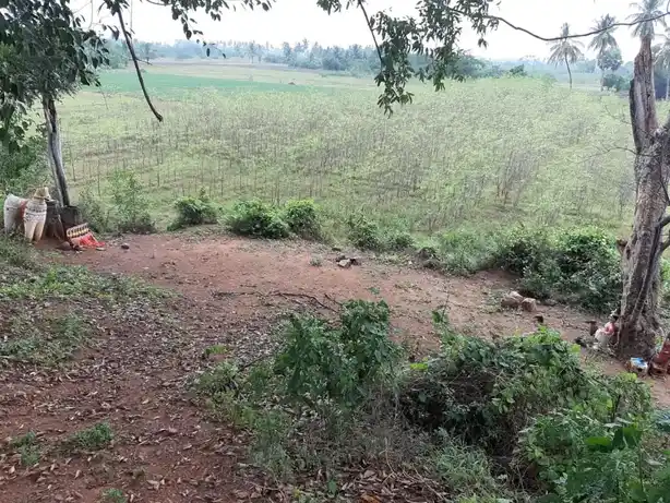 Arulmigu Ayyampalayamkulam Kannimaar Temple, Ayyampalayamkulam - 624706 அருள்மிகு அய்யம்பாளையம் குளம் கன்னிமார் திருக்கோயில், Ayyampalayamkulam - 624706, Dindigul - Ancient Temple Architecture and History Image 4